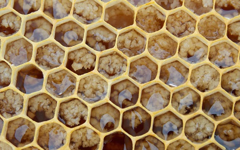 Vista de las celdillas con forma de hexágono de un panal de abejas.